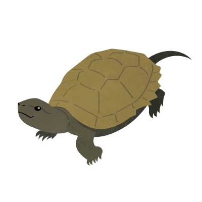 ひょうしクイズの こたえ
